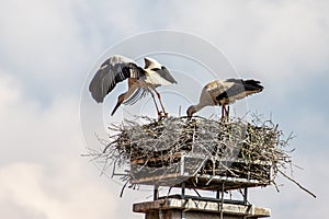 White Stork, Ciconia ciconia on the nest in Oettingen, Swabia, Bavaria, Germany, Europe photo