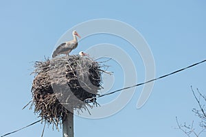 White Stork, Ciconia ciconia on the nest, symbol of family happiness, fidelity, parental love