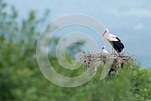 White stork, Ciconia ciconia, in nest with two young. Stor with beautiful landscape. Nesting bir, nature habitat. Wildlife scene f