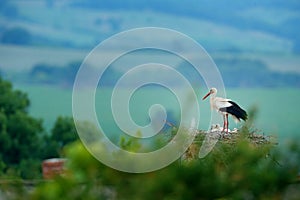 White stork, Ciconia ciconia, in nest with two young. Stor with beautiful landscape. Nesting bir, nature habitat. Wildlife scene f