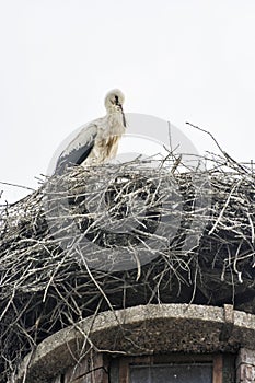 White stork Ciconia ciconia nesting on the roof, Hochstadt, Germany