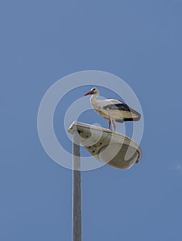 White stork, Ciconia ciconia, perched on a streetlamp