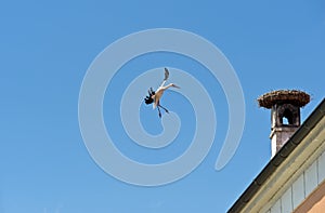White stork (Ciconia ciconia) performing acrobatic flight maneuvers
