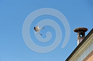 White stork (Ciconia ciconia) performing acrobatic flight maneuvers photo