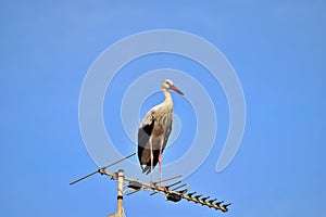 White Stork, Ciconia ciconia, resting and balancing on old television antenna, aerial