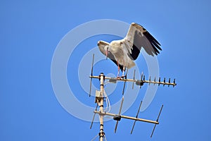 White Stork, Ciconia ciconia, resting and balancing on old television antenna, aerial