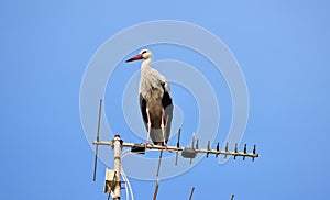 White Stork, Ciconia ciconia, resting and balancing on old television antenna, aerial