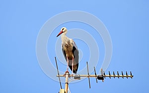 White Stork, Ciconia ciconia, resting and balancing on old television antenna, aerial