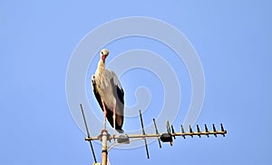 White Stork, Ciconia ciconia, resting and balancing on old television antenna, aerial