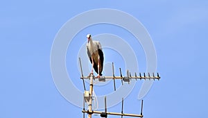 White Stork, Ciconia ciconia, resting and balancing on old television antenna, aerial