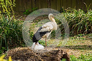 White stork / Ciconia ciconia is sitting above a love nest in nature