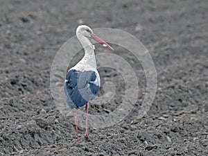 White stork on the field