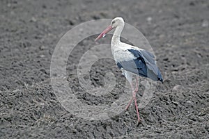 White stork on the field