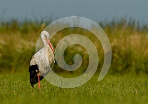 White stork(Ciconia ciconia) standing on the meadow