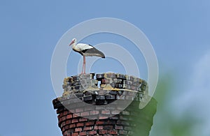 White stork, Ciconia ciconia, standing on old brick chimney with blue sky in background. Large white bird with fluffy feathers.