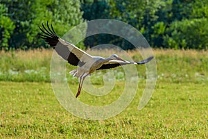 White Stork Ciconia Ciconia takes off from field at sunny summer day