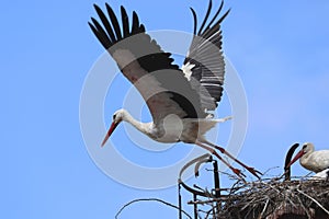 White stork, Ciconia ciconia, taking off from on nest, second stork perched on nest with chick. Nesting behavior. Bird in flight.