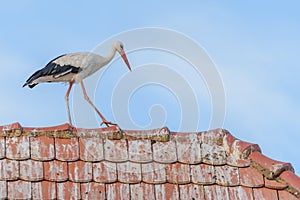 White stork (ciconia ciconia) walking on the roof of a house