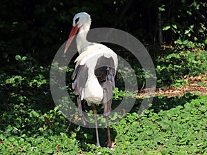 White Stork Ciconia ciconia, Weissstorch, Cigogne blanche, Cicogna bianca or Bijela roda - The Zoo ZÃ¼rich Zuerich or Zurich