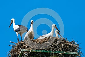 White stork - Ciconia ciconia