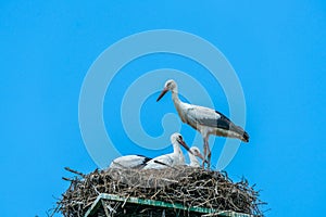 White stork - Ciconia ciconia