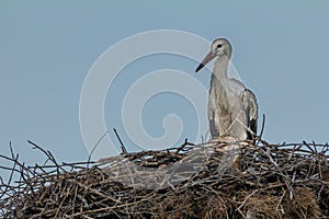 White stork, Ciconia ciconia, family Ciconiidae. Animalia, Chordata, Aves, Ciconiiformes photo