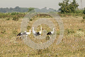 White stork, Ciconia ciconia, family Ciconiidae. Animalia, Chordata, Aves, Ciconiiformes photo