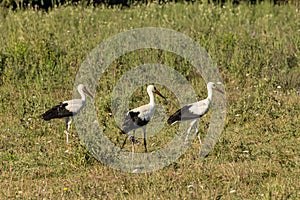 White stork, Ciconia ciconia, family Ciconiidae. Animalia, Chordata, Aves, Ciconiiformes photo