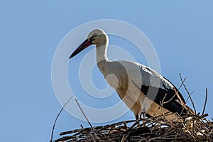 White stork, Ciconia ciconia, family Ciconiidae. Animalia, Chordata, Aves, Ciconiiformes photo