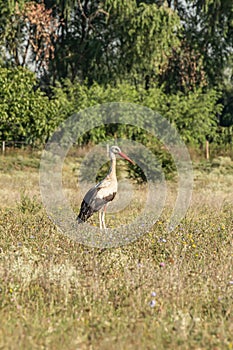 White stork, Ciconia ciconia, family Ciconiidae. Animalia, Chordata, Aves, Ciconiiformes