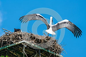 White stork - Ciconia ciconia