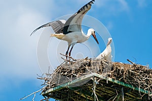 White stork - Ciconia ciconia