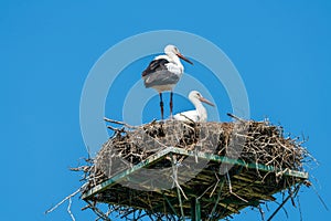 White stork - Ciconia ciconia