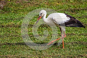 White stork in the green meadow
