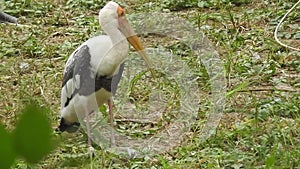 White stork ciconia hunting the fish into the river. White stork walking in greenery.White stork walking on swamp White stork in s