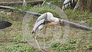 White stork ciconia hunting the fish into the river. White stork walking in greenery.White stork walking on swamp White stork in s