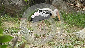 White stork ciconia hunting the fish into the river. White stork walking in greenery.White stork walking on swamp White stork in s