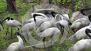 White stork ciconia hunting the fish into the river. White stork walking in greenery.White stork walking on swamp White stork in s