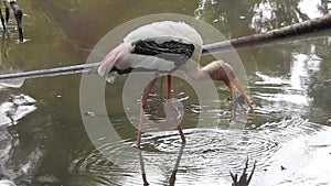 White stork ciconia hunting the fish into the river. White stork walking in greenery.White stork walking on swamp White stork in s