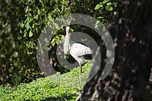 The white stork Ciconia ciconia is a large bird in the stork family, Ciconiidae. Its plumage is mainly white, with black on the