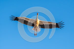 White stork, Ciconia ciconia photo
