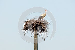 White stork (Ciconia ciconia) a large bird stands in a nest on a pole