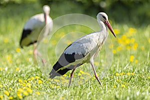 White stork (ciconia ciconia), National park Polana, Slovakia photo