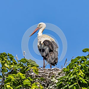 White Stork, Ciconia ciconia on the nest in Oettingen, Swabia, Bavaria, Germany, Europe photo