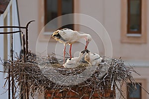 White stork, Ciconia ciconia, in nest on old brick chimney with rusty ladder. Adult stork feeding two chicks. Nesting birds