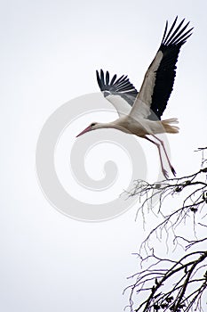 White Stork Ciconia Ciconia about to take flight