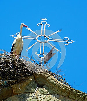 stork under a sunny blue sky.