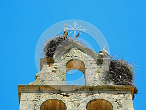 white stork on clear sky day on a top of a church, showcasing animal wildlife