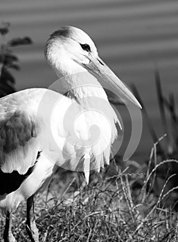 White stork close up, black and white photo