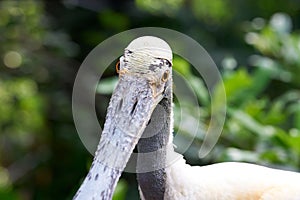 White Stork, close-up, Papiliorama Zoo in Switzerland